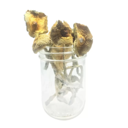 Golden Mperor Ushrooms