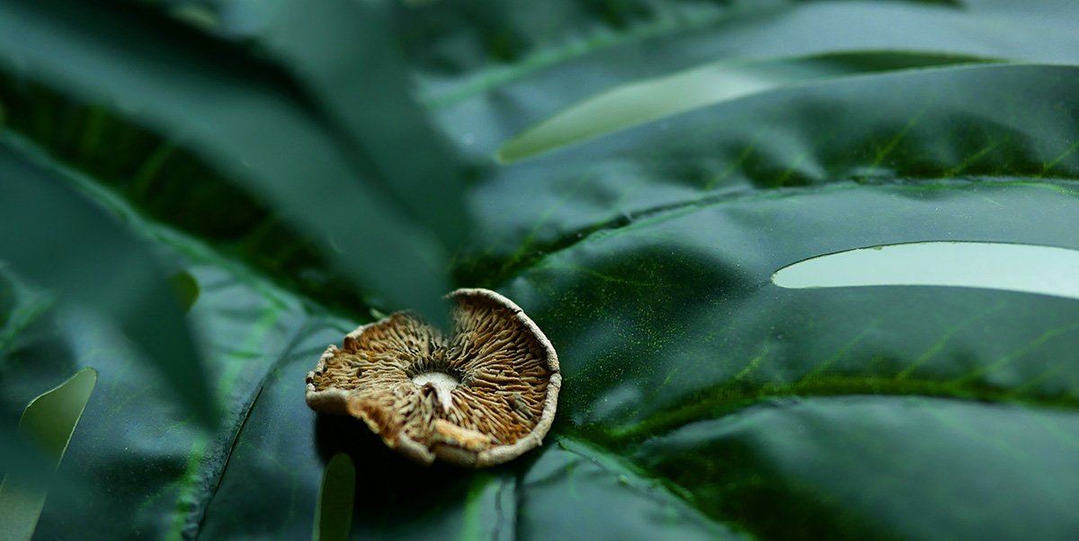 Press Release Magic Mushrooms